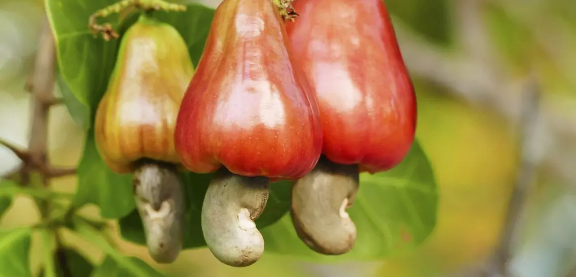 Tourist gets third degree burns after biting into local fruit in Mexico