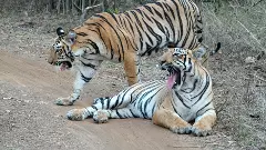 Maharashtra lost 22 tigers in Jan-April 2025; 21 persons died in wild animal attacks