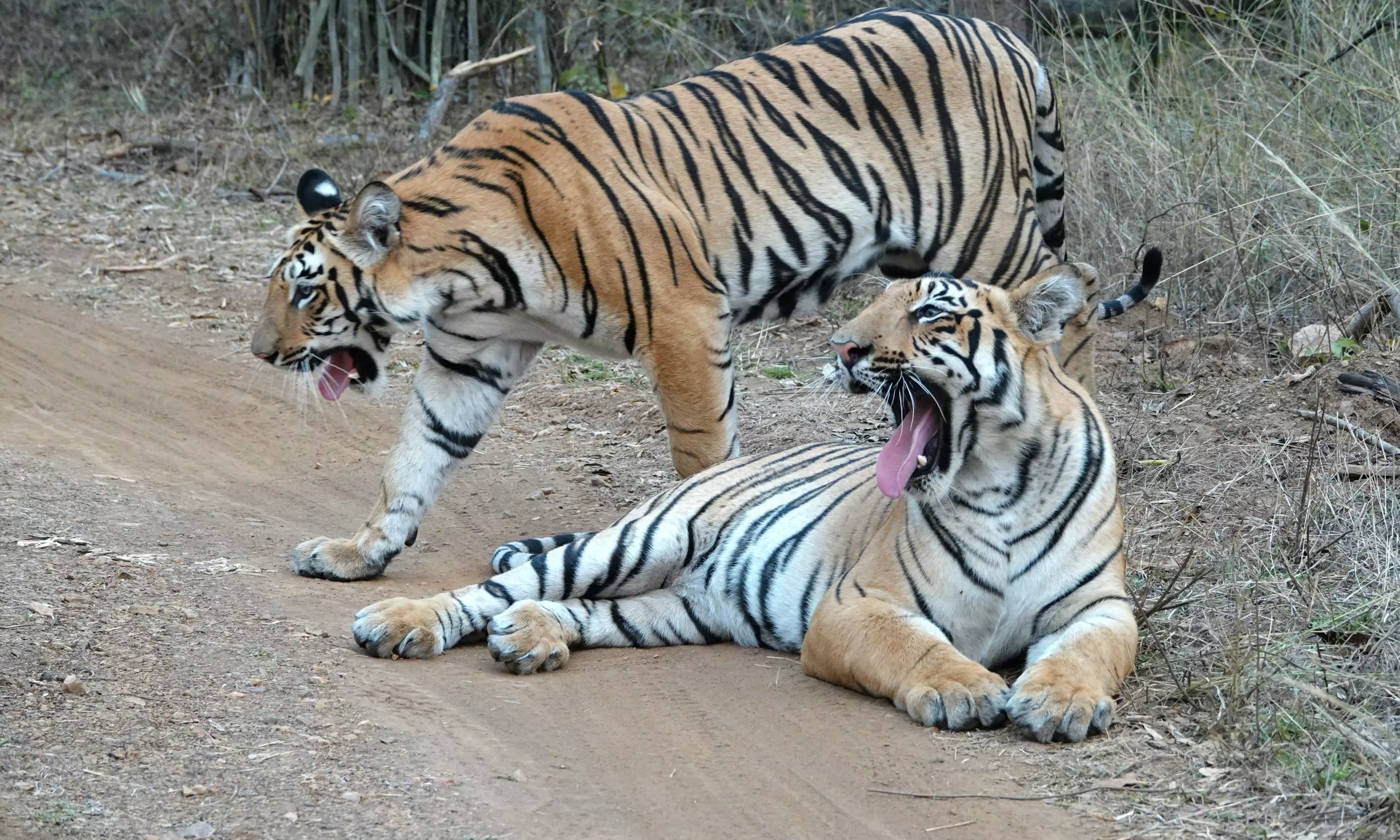 Maharashtra’s Pench Tiger Reserve launches AI-based fire detection system