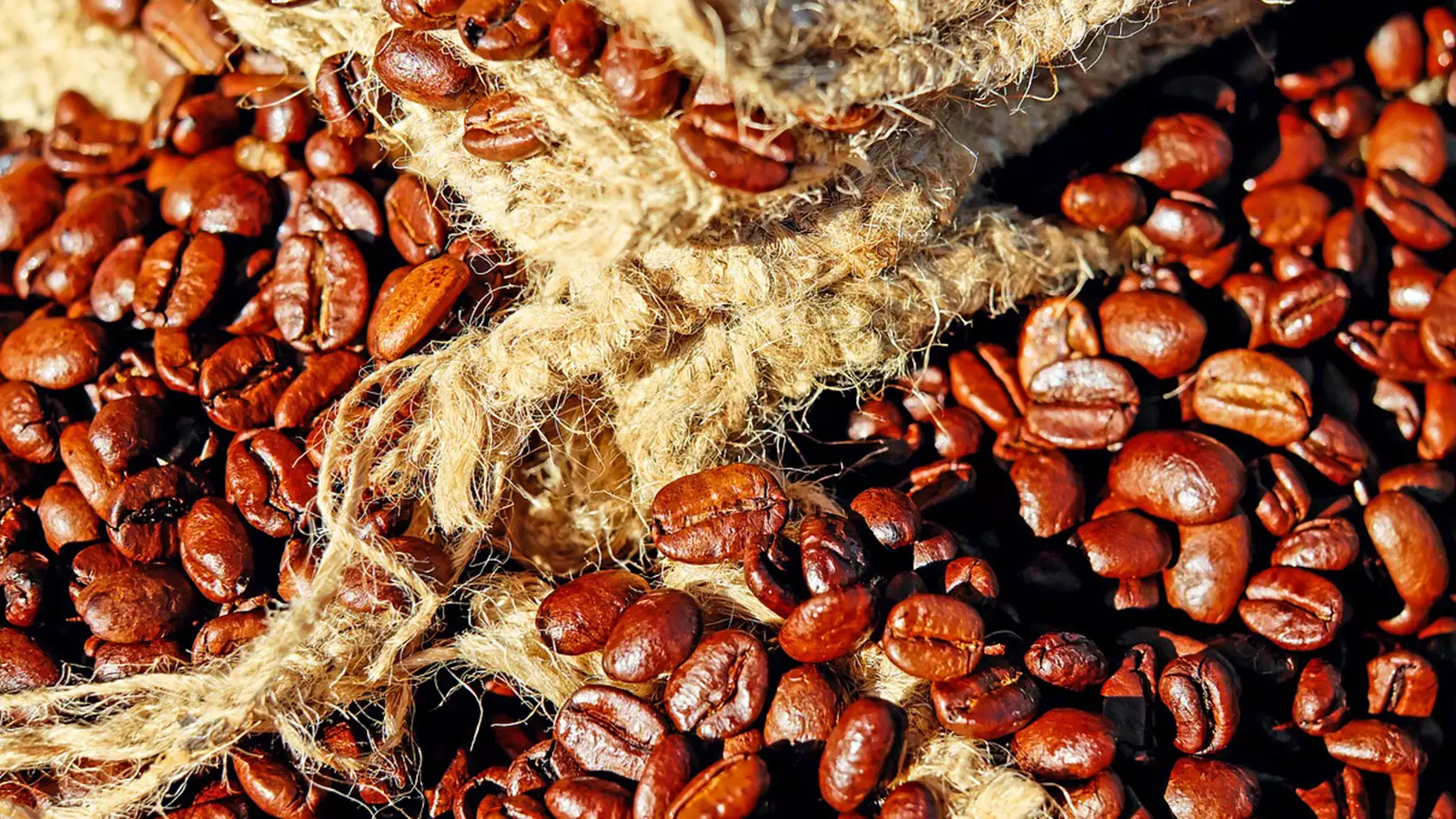 India’s coffee beans, until not very long ago sold in bulk to large buyers for blending into anonymous commercial blends, are now being exported to the tune of more than 70 per cent of production.