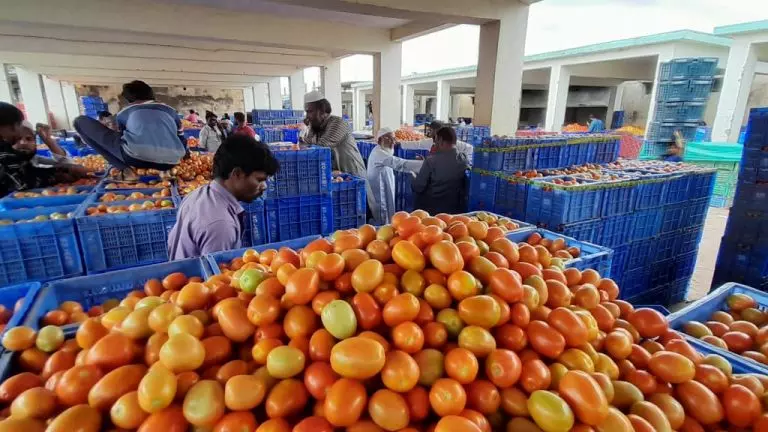 tomato price rise-Kolar-karnataka