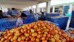 tomato price rise-Kolar-karnataka