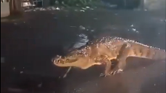 Maharashtra: Viral video of 8-foot-long crocodile on road during rain