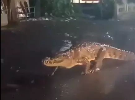 Maharashtra: Viral video of 8-foot-long crocodile on road during rain