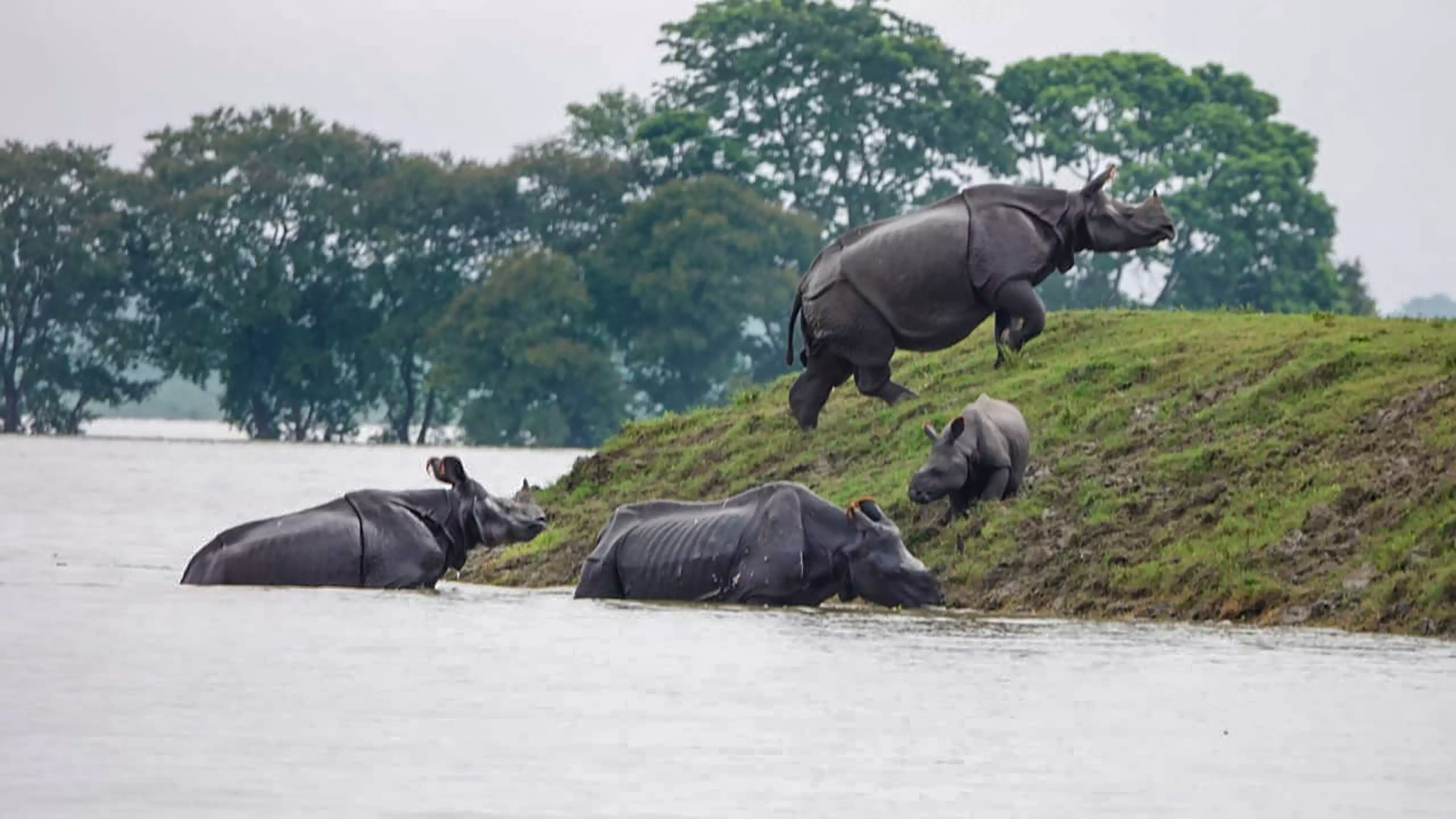 Assam floods: 17 animals drown, 72 rescued in Kaziranga National Park