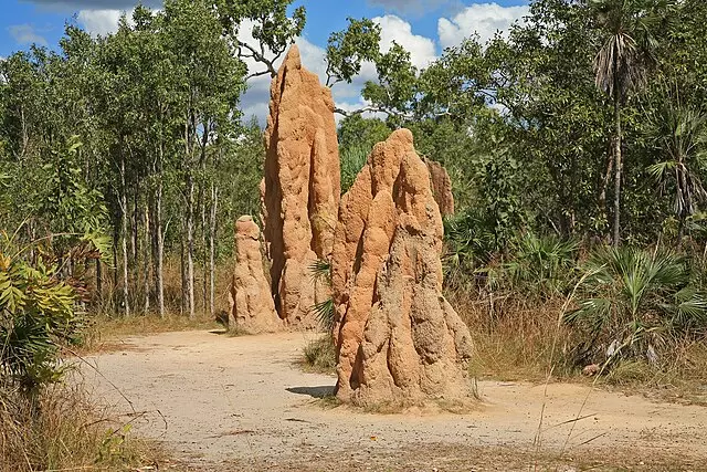 Oldest active termite mounds in South Africa have been active for 34,000 years