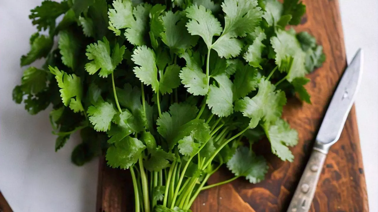 Coriander leaves. Representative AI image