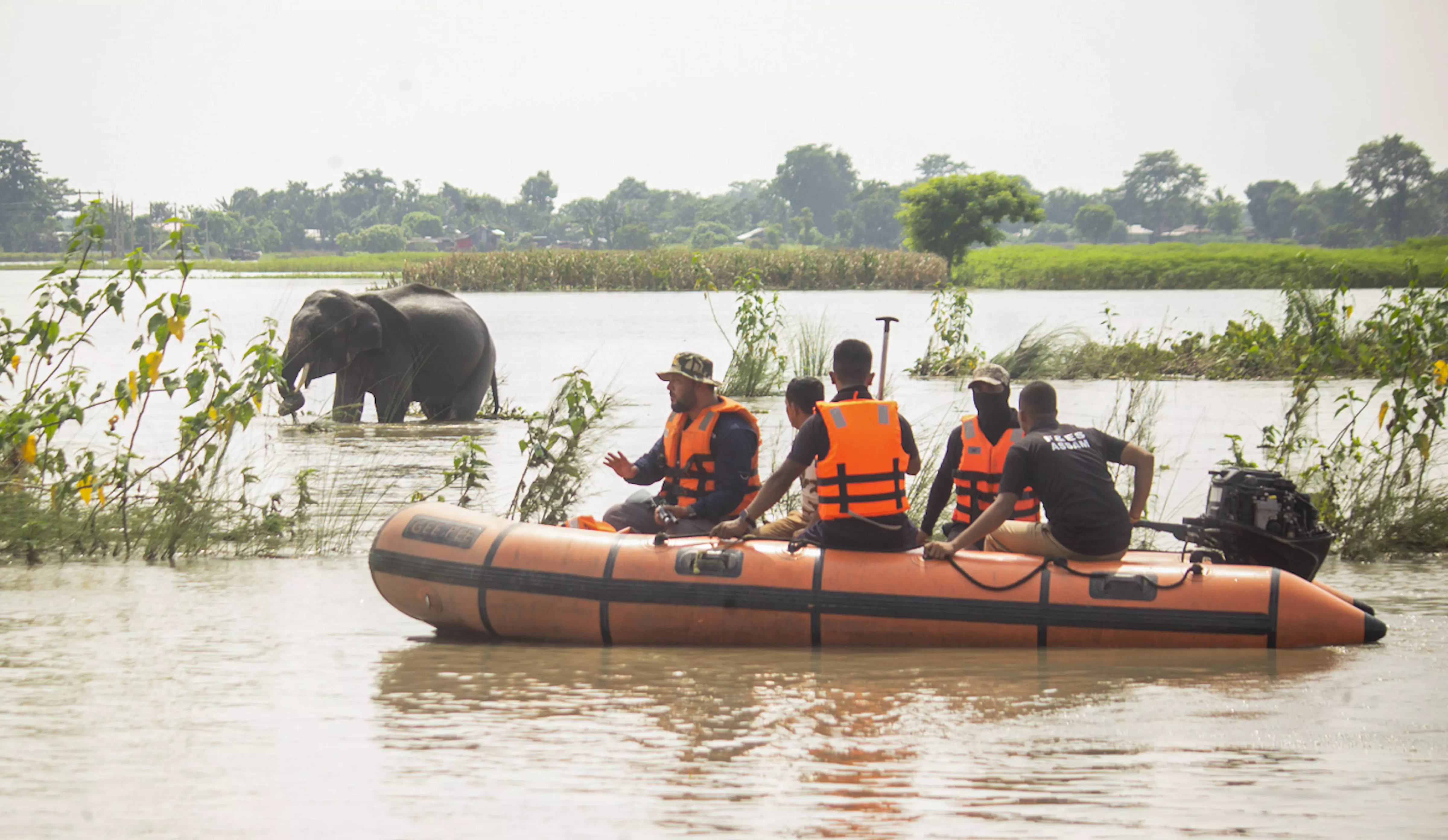 159 wild animals dead in flooded Kaziranga National Park; 133 rescued