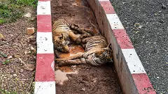 MP: Special train deployed to shift 2 injured tiger cubs from Sehore to Bhopal