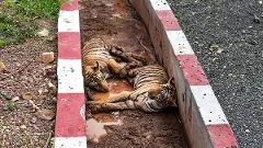 tiger cubs