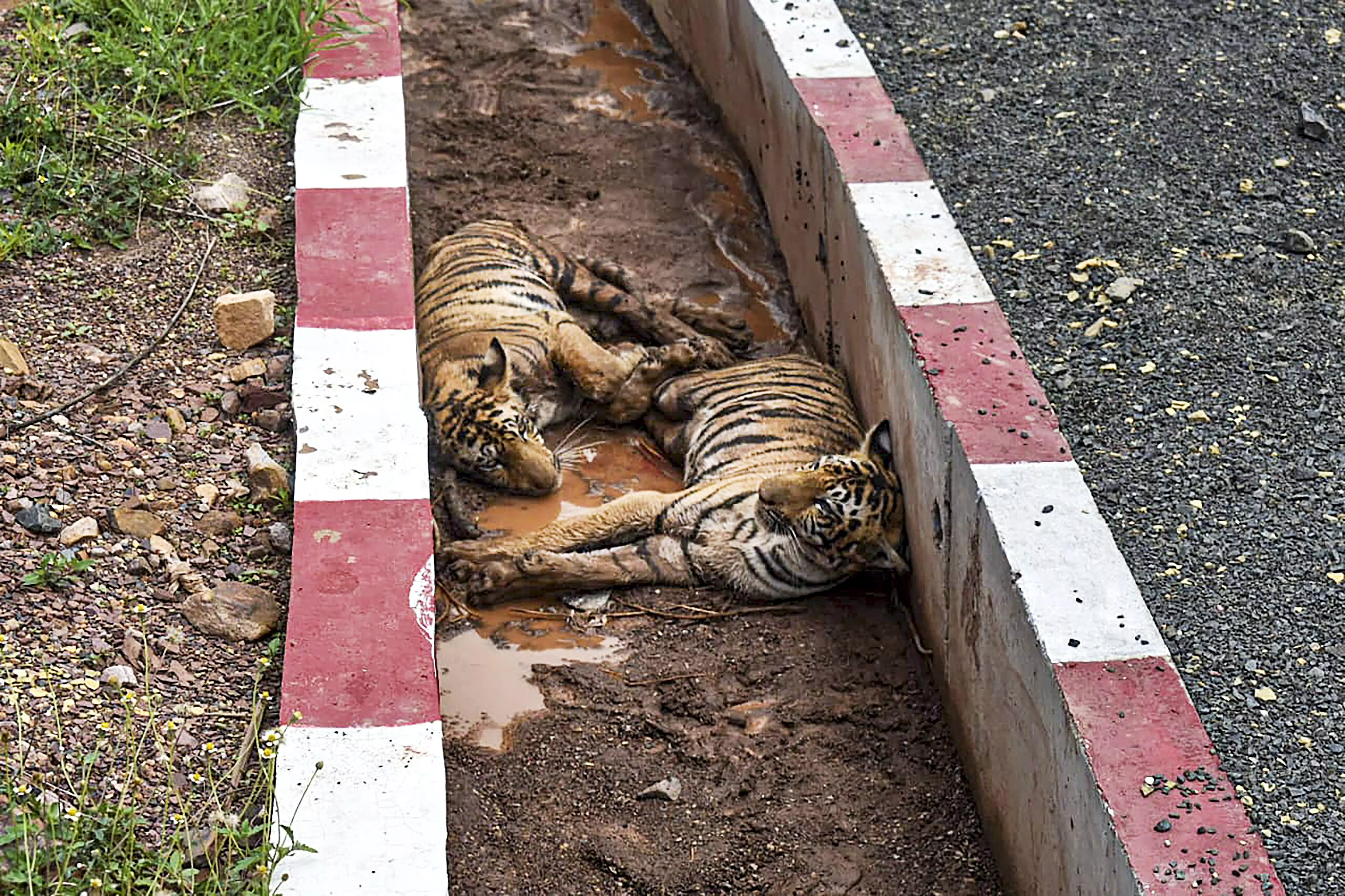 MP: Special train deployed to shift 2 injured tiger cubs from Sehore to Bhopal