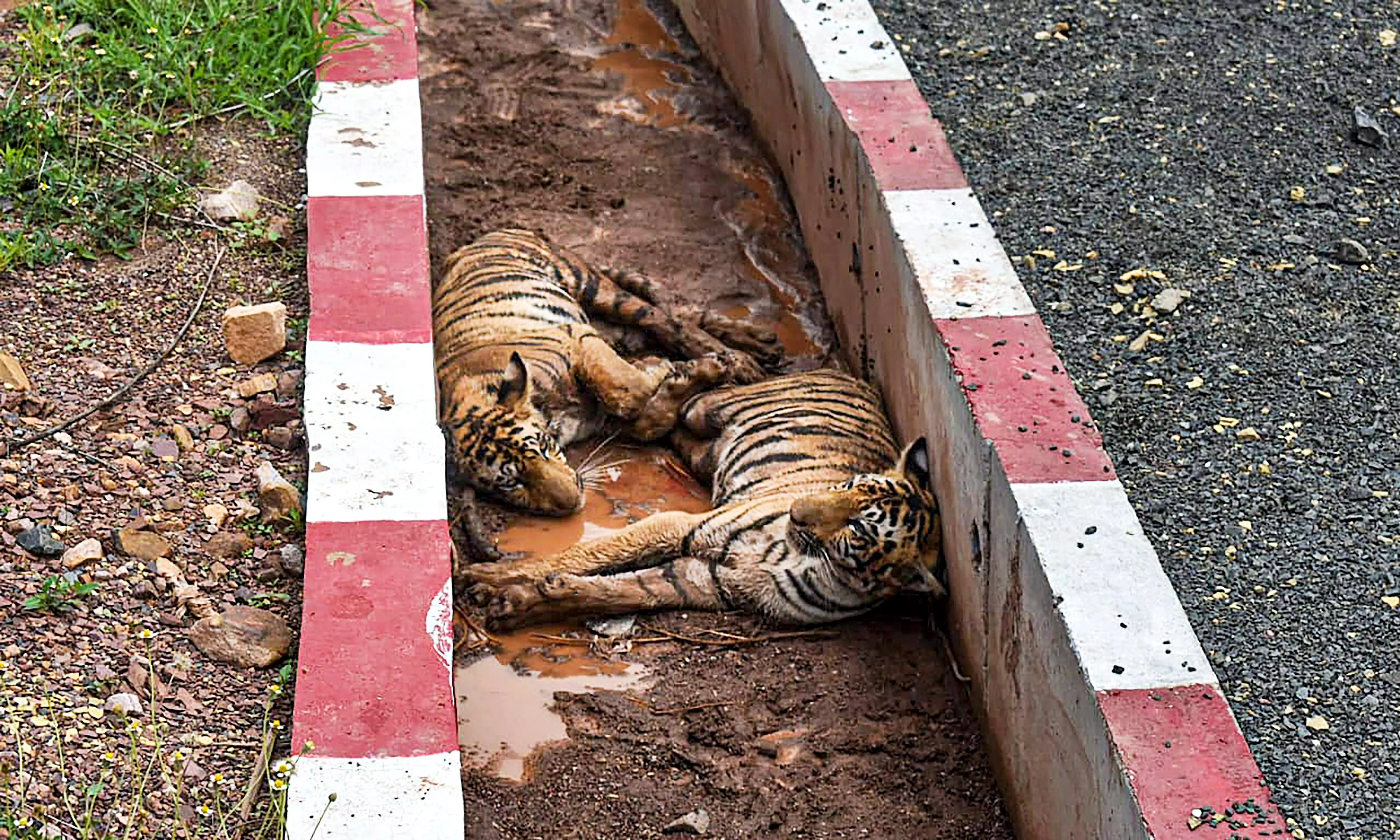 tiger cubs tiger cubs