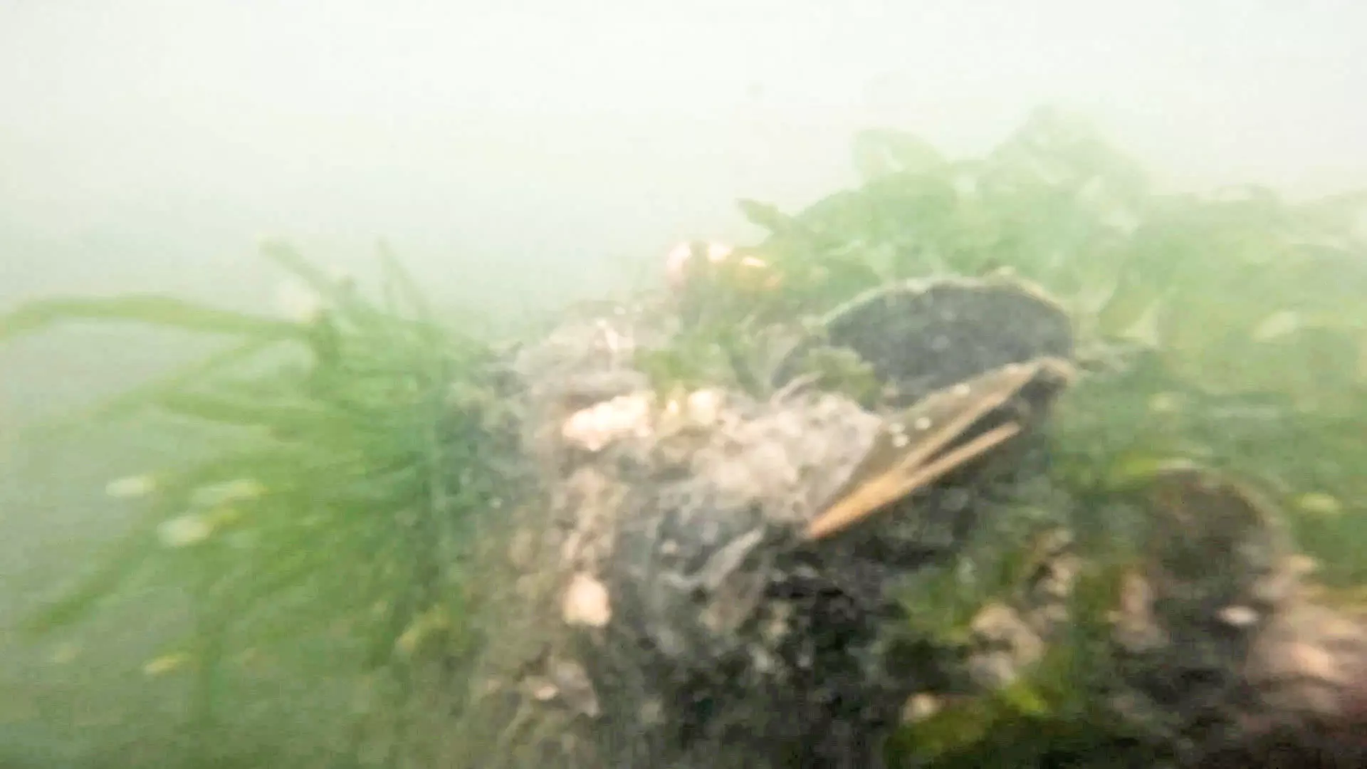 The green seagrass, serving as the primary food for lakhs of fishes, prawns, and other marine life at the Pulicat Lagoon is being encroached upon by the invasive South American Charru mussels.