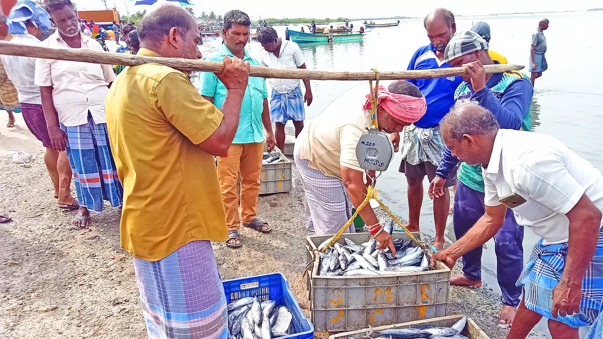 Fishermen at the Pulicat Lake assessing their catch.