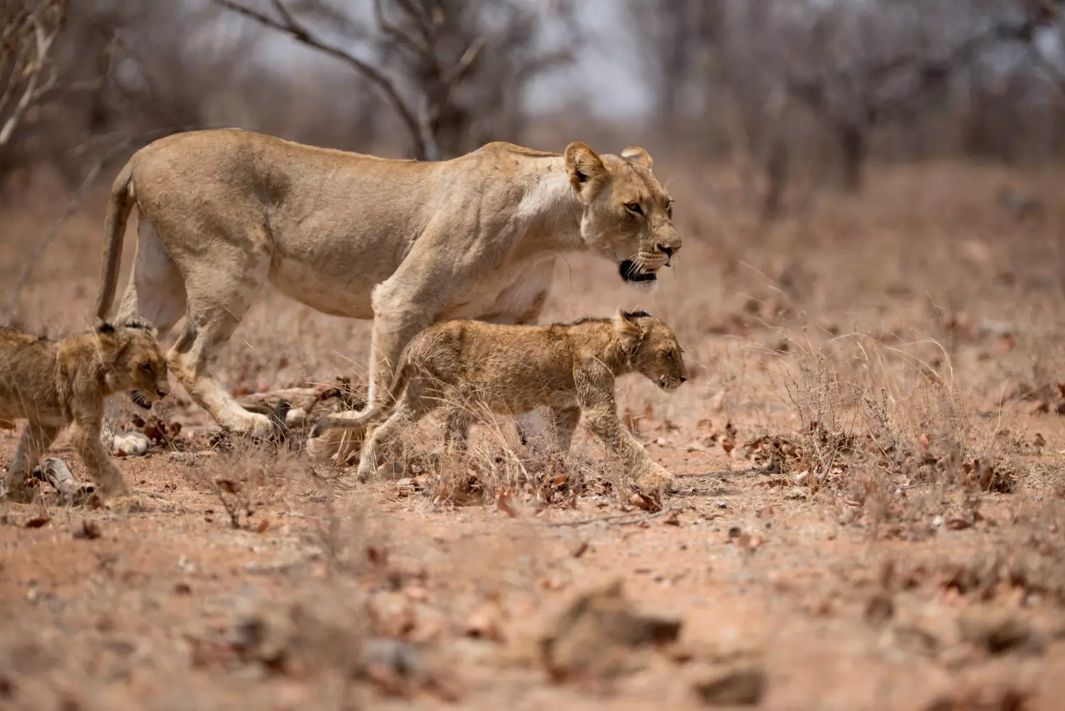 Gujarat: Lioness, two cubs found dead near river in Junagadh