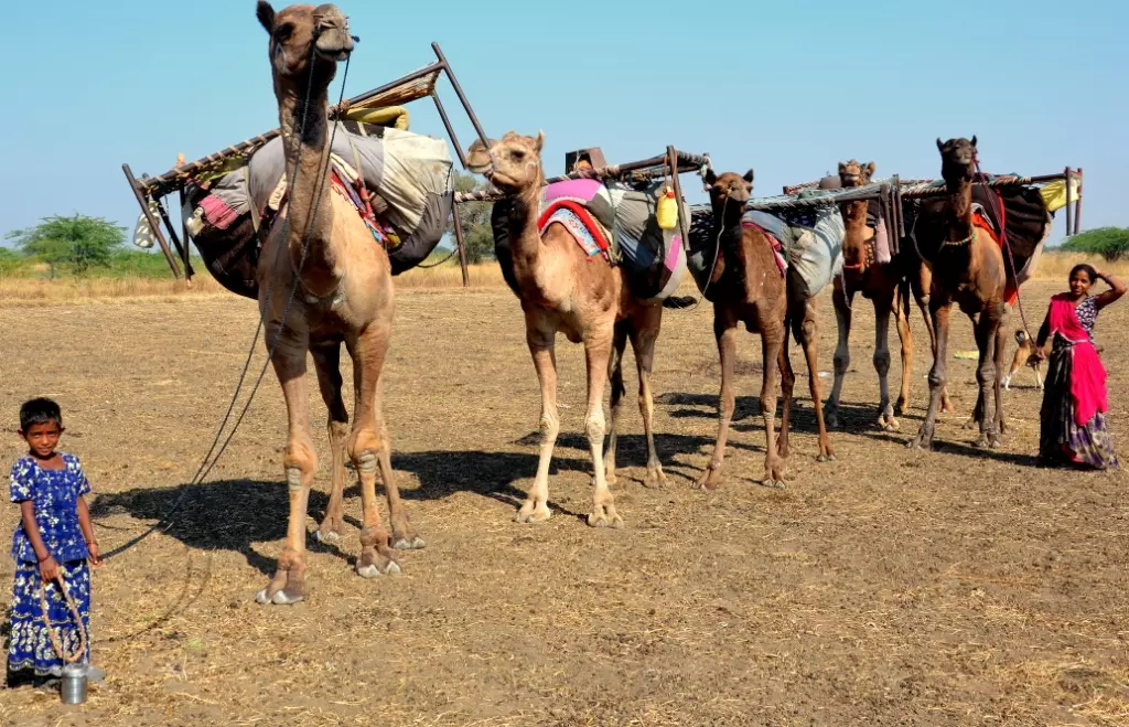 ‘According to the 2019 official census, the camel population in India is around 200,000. There used to be more than a million camels in India before.’