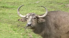 Why extinction of Toda buffaloes spells extinction of Toda language, culture