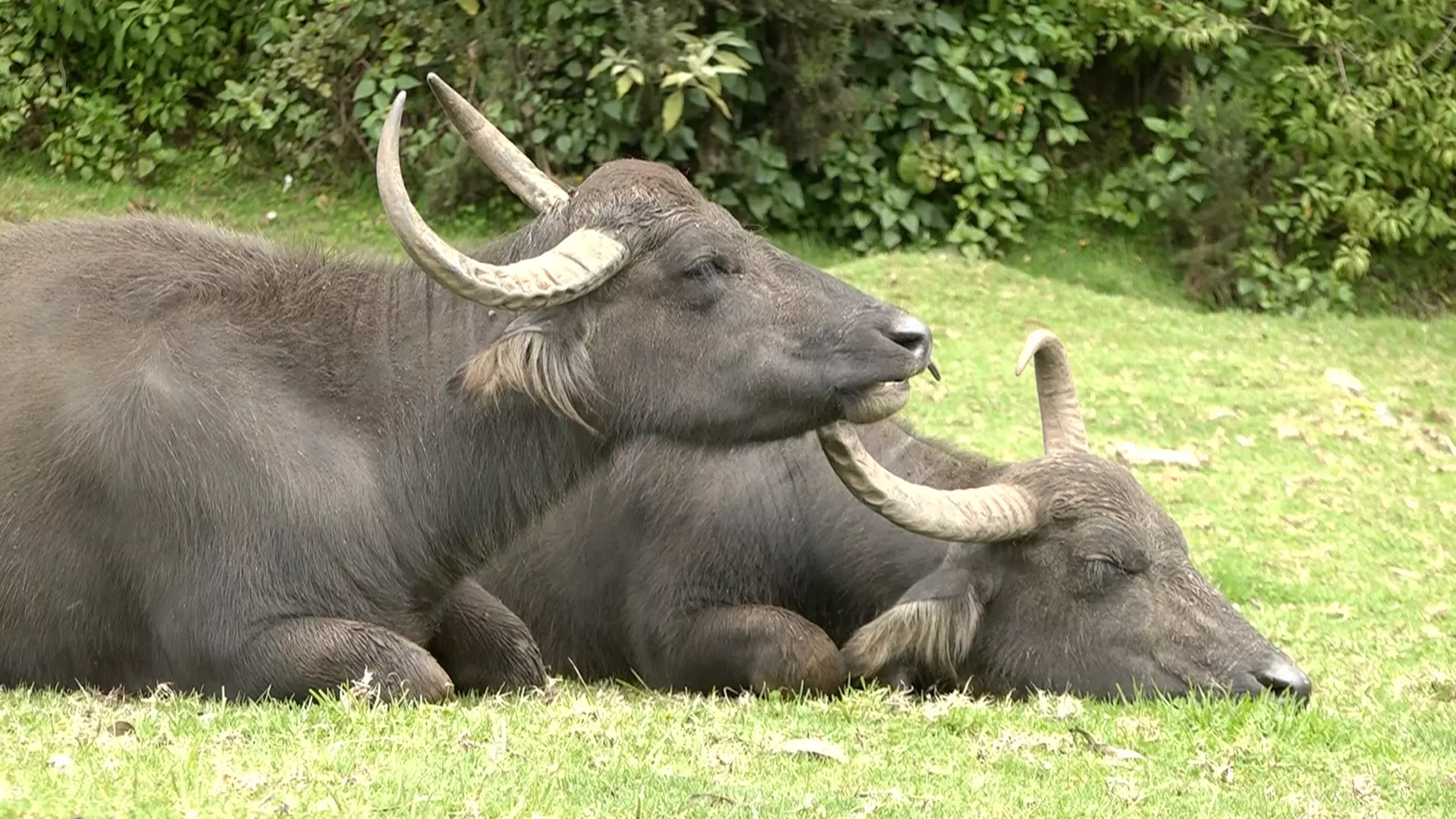 Experts attribute the dwindling population of Toda buffaloes to habitat loss, invasion of exotic grasslands, and a shift among tribes from pastoral lifestyles to other occupations. Photos: Pramila Krishnan 