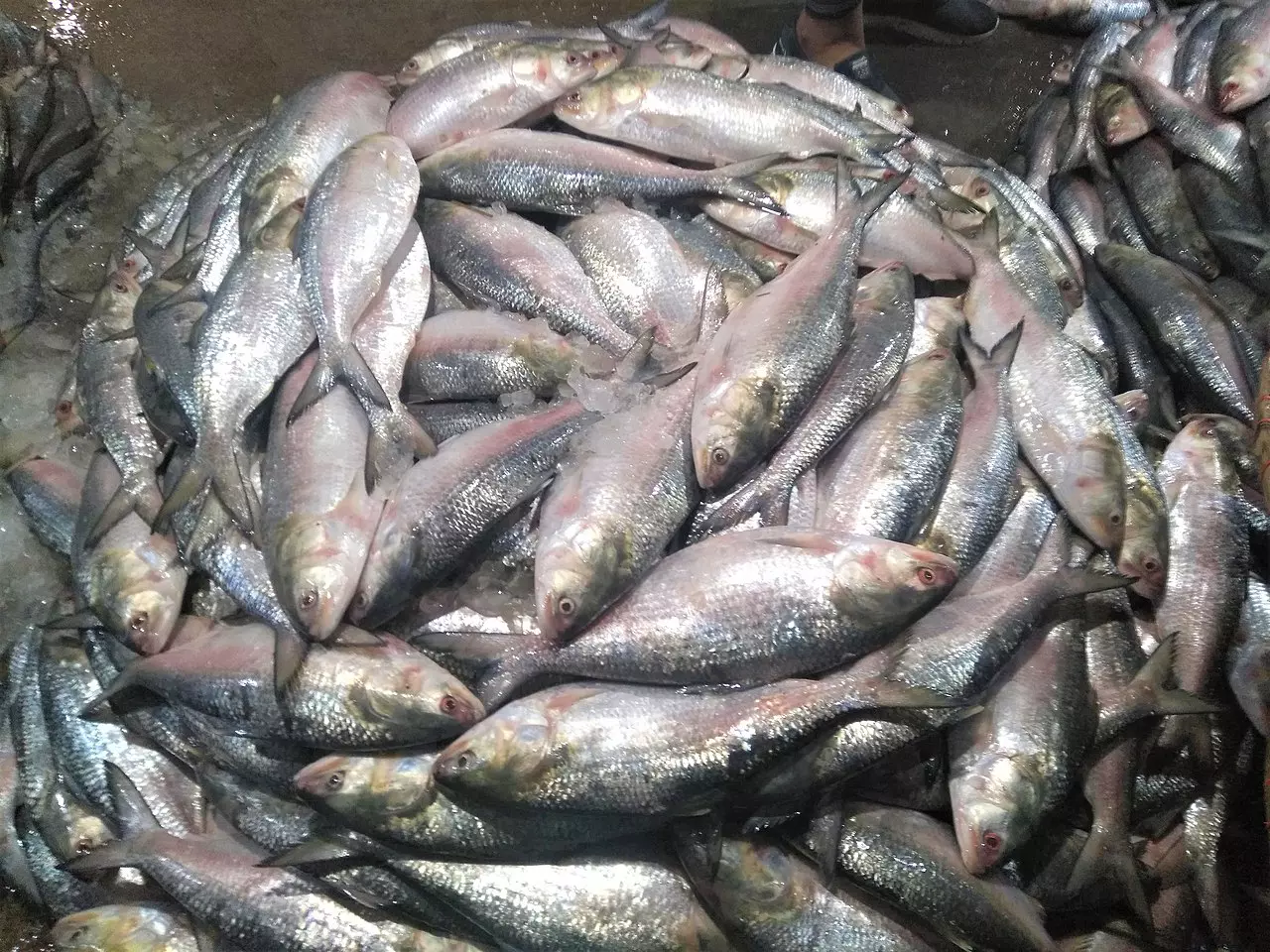 Bangladesh crisis puts question mark on ‘Padmar ilish’ in Kolkata during Durga Puja