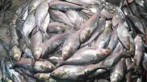 In reverse flow, India exports 500 tonnes of hilsa to Bangladesh in two months In reverse flow, India exports 500 tonnes of hilsa to Bangladesh in two months