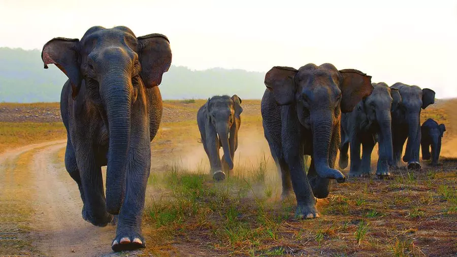 human-elephant conflict, Jharkhand, forest dept, PCCF