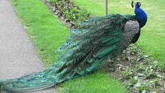 Telangana: YouTuber booked for uploading video on peacock curry recipe’