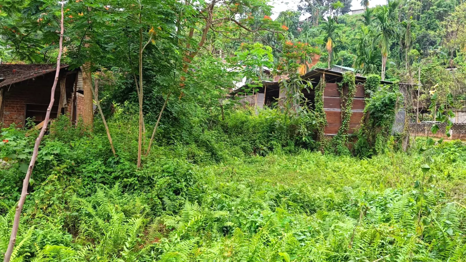 Almost seven years after it was evicted, Janashimalu High School in Assams Kamrup district looks like a haunted place. Photos: Maitreyee Boruah