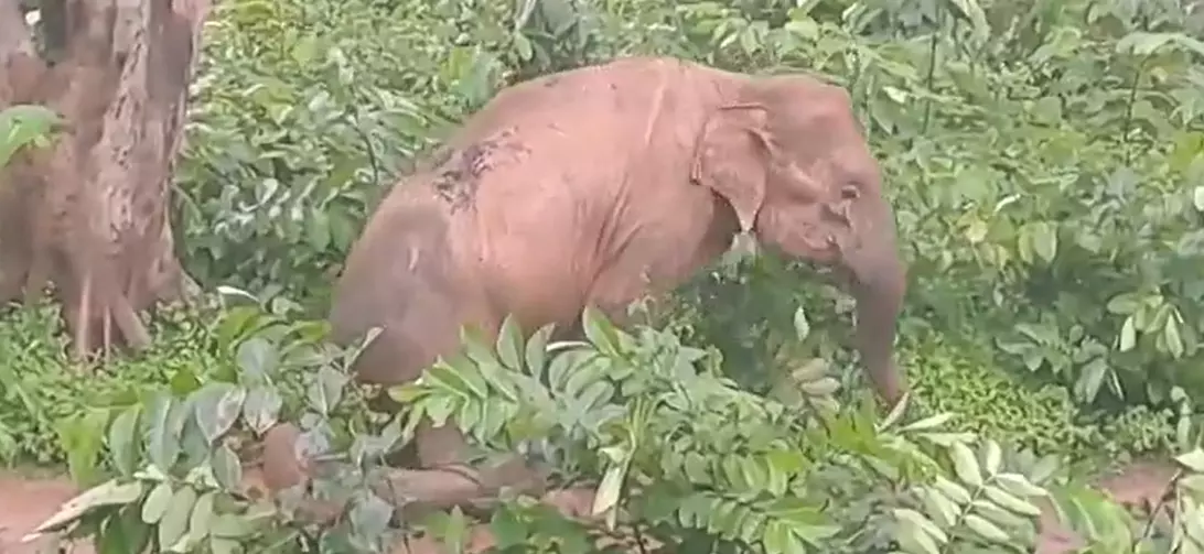 West Bengal: Public outcry over video of wild female elephant set ablaze by villagers