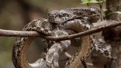 Maharashtra: Three-foot-long Forstens cat snake rescued from apartment in Thane