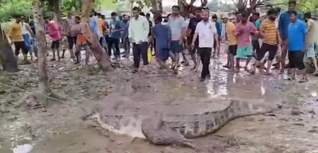 Gujarat floods | Officials played with crocodiles, now Vadodara residents pay the price