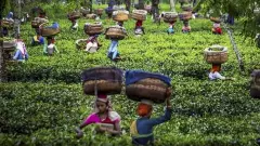 Darjeeling tea garden