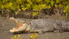 Gujarat rains: 24 crocodiles rescued from Vadodaras residential areas from Aug 27-29