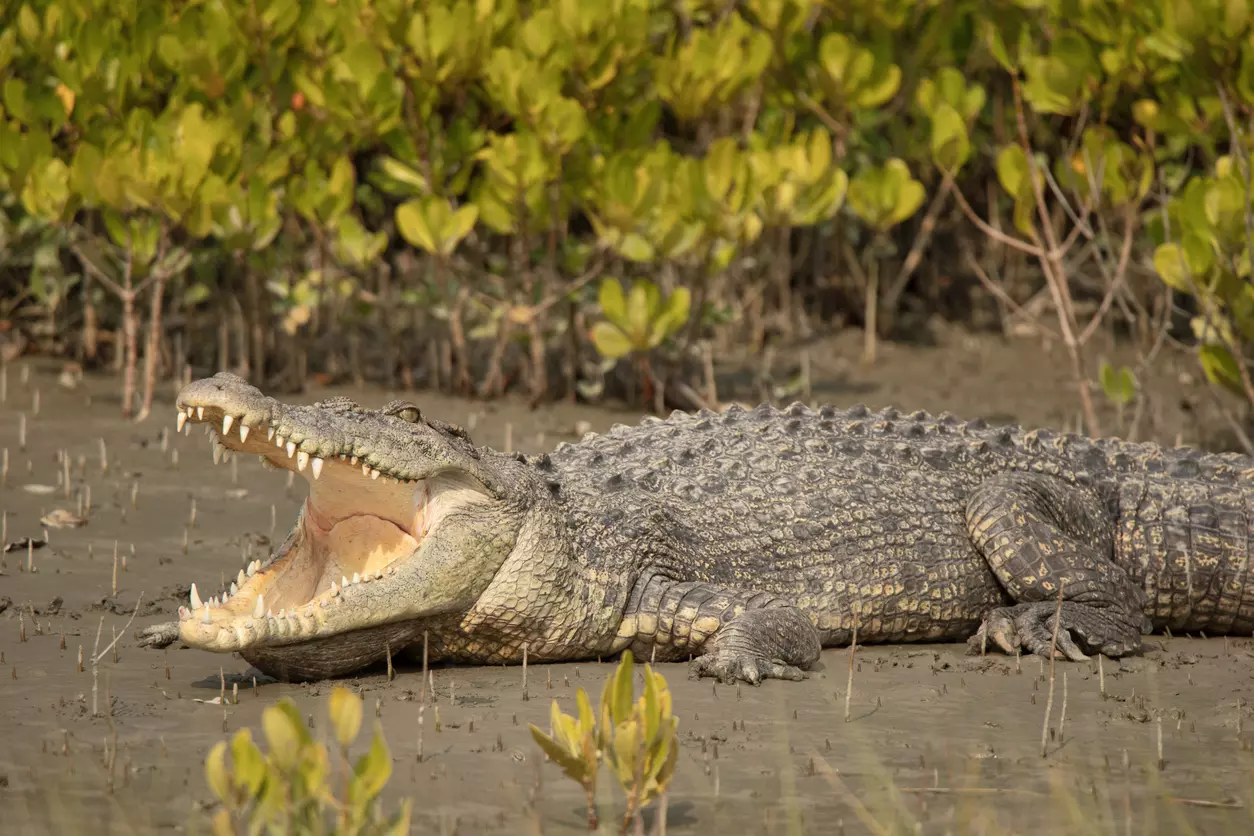 Gujarat rains: 24 crocodiles rescued from Vadodaras residential areas from Aug 27-29