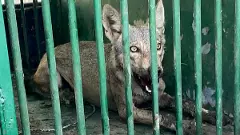 UP: Fifth of Bahraich’s 6 ‘killer’ wolves trapped in Operation Bhediya