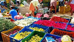 How flowers of Kanyakumari spell fragrance and livelihood opportunities