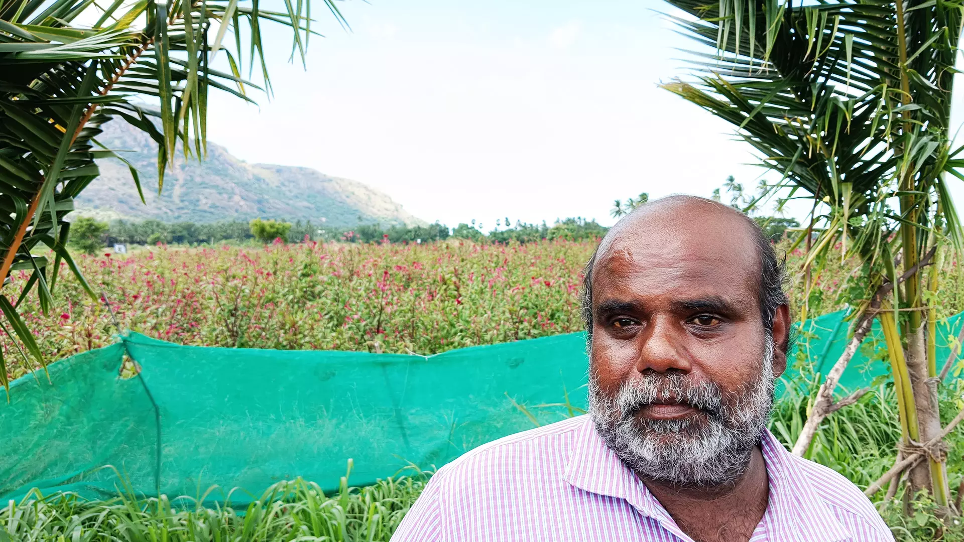 Ashok in front of his Kozhikondai Poo cultivation.