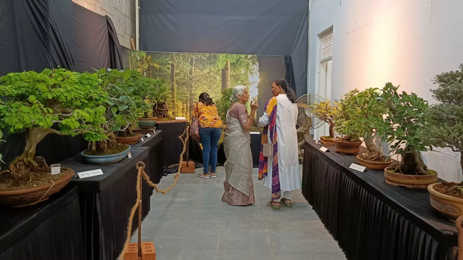 Visitors admiring bonsais displayed at the Bengaluru exhibition.