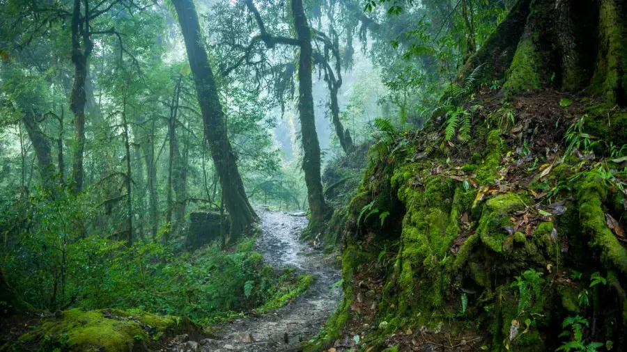 Forest conservation bill