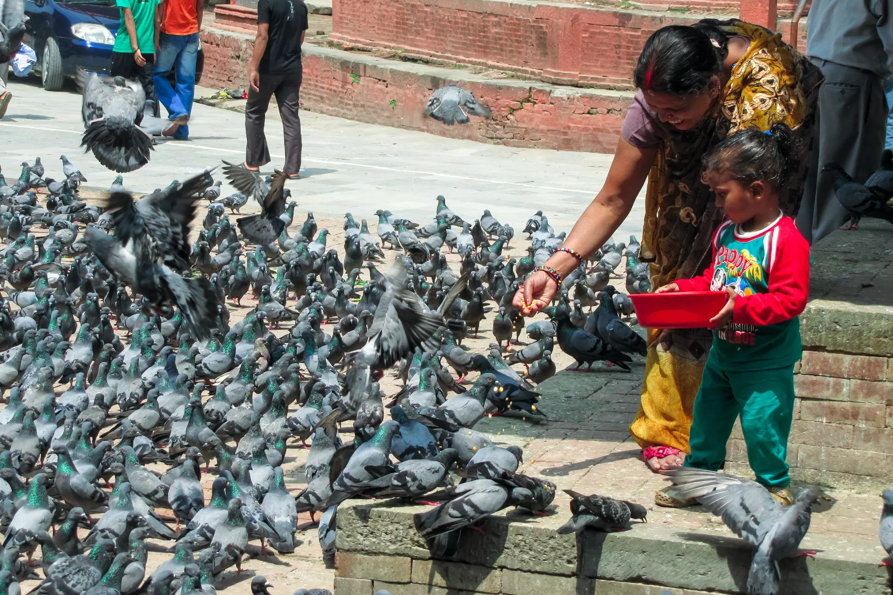 Pigeons, Pigeon feeding