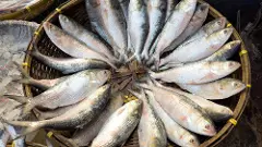 Hilsa fish