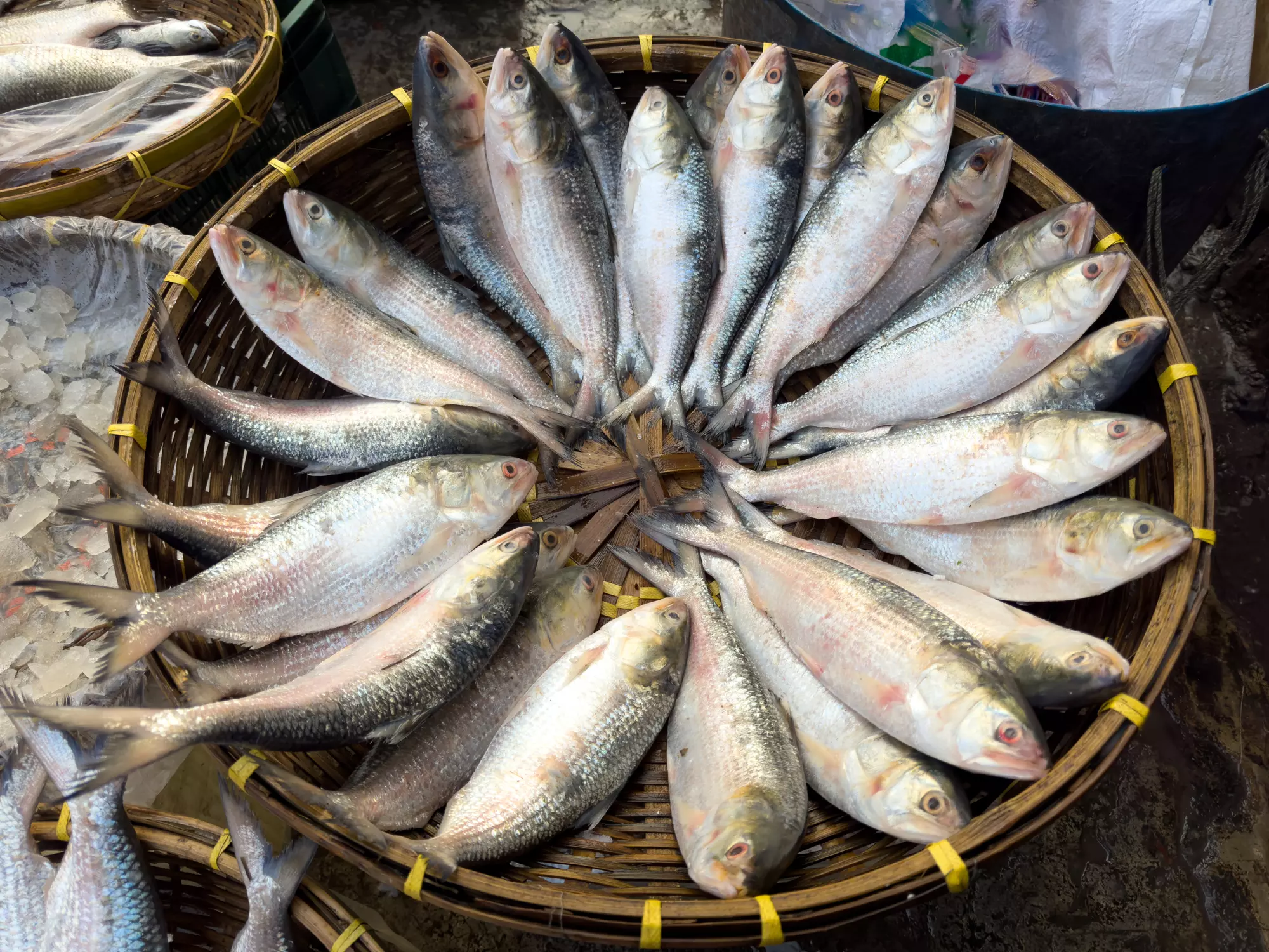 Hilsa fish