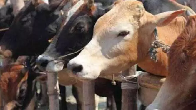 UP police cows