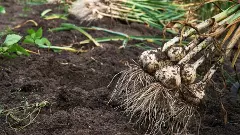 GI Tag, Kerala, Geographical Indication