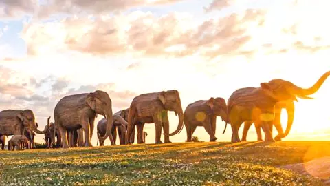 What happened when a herd of Indian elephants migrated to the US What happened when a herd of Indian elephants migrated to the US