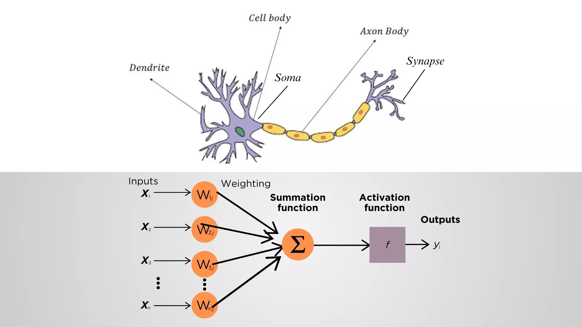 Artificial neurons mimic the function of biological neuron, with input, processing and output. 