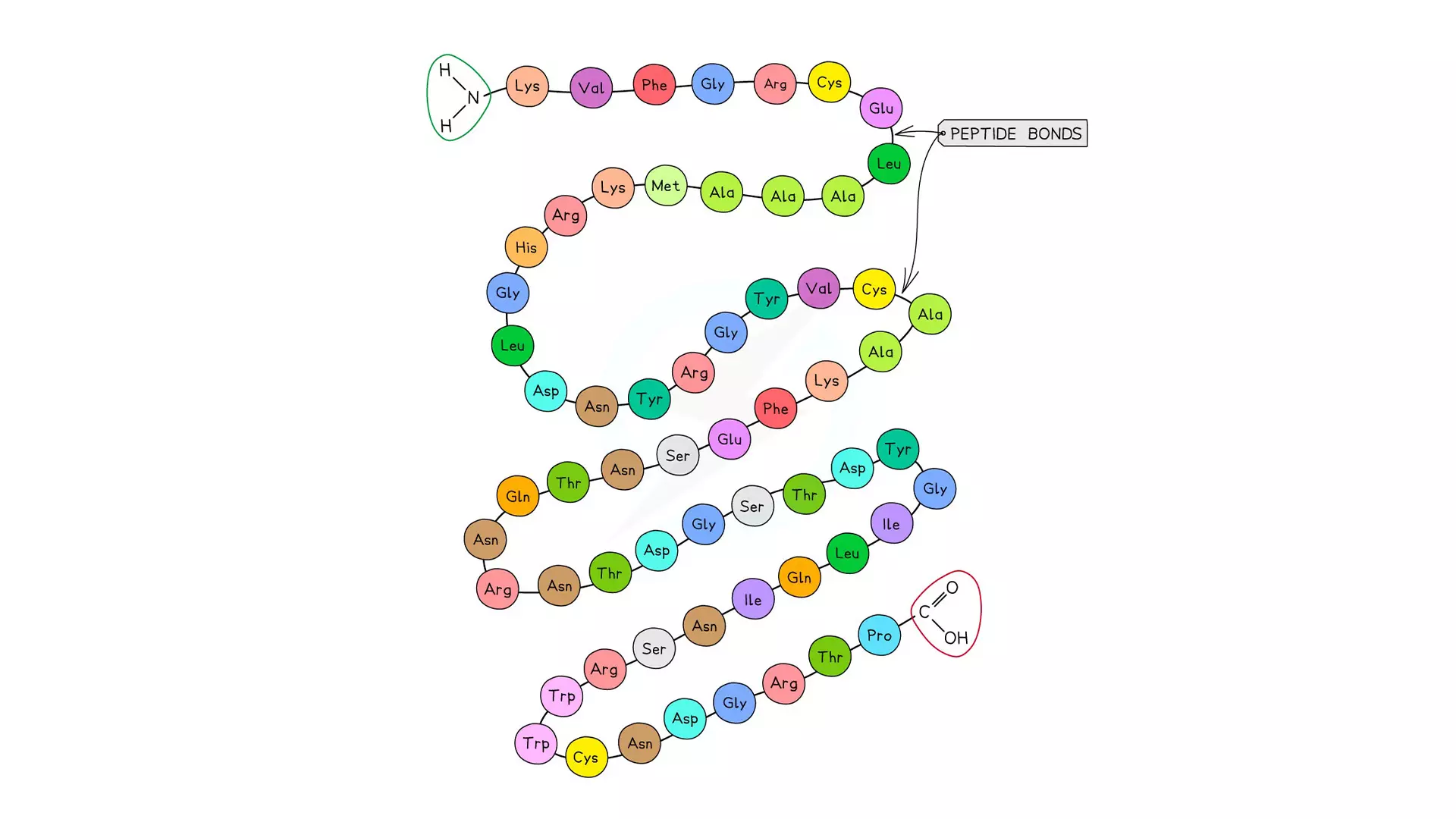 Proteins are macromolecules made from string of amino acids arranged in a particular order.