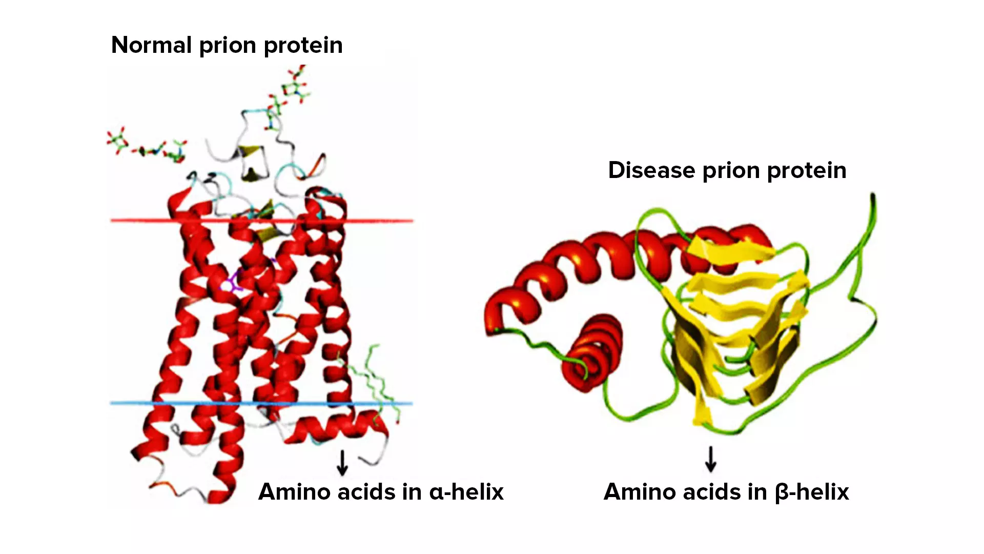 Due to mutation, if one or more amino acid change, the structure of the protein is greatly affected; the misfolded protein at times may cause serious diseases. 