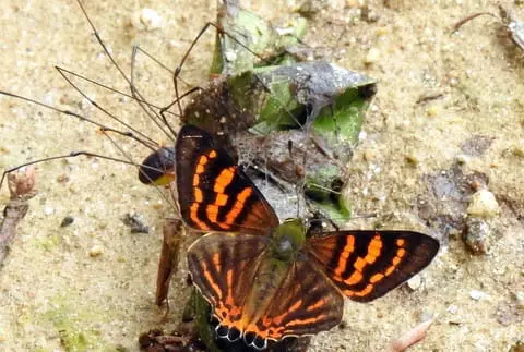 Picture of a striped punch butterfly taken during the meet.