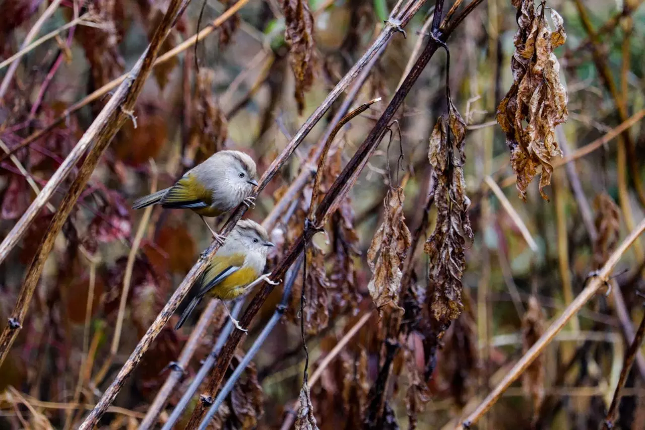 Picture of two streak-throated fulvetta birds taken by Millo Tako.