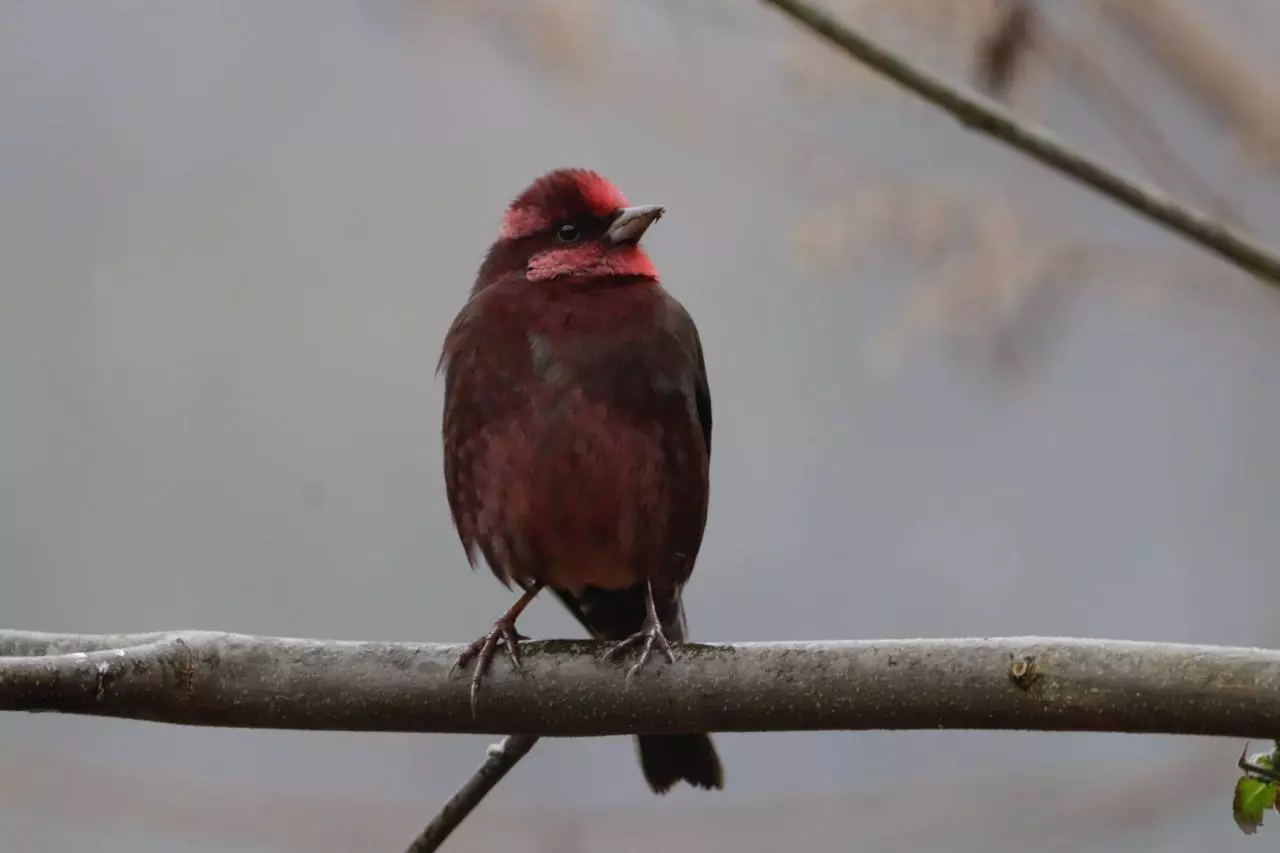 Picture of a dark-breasted rosefinch bird taken by Millo Tako.